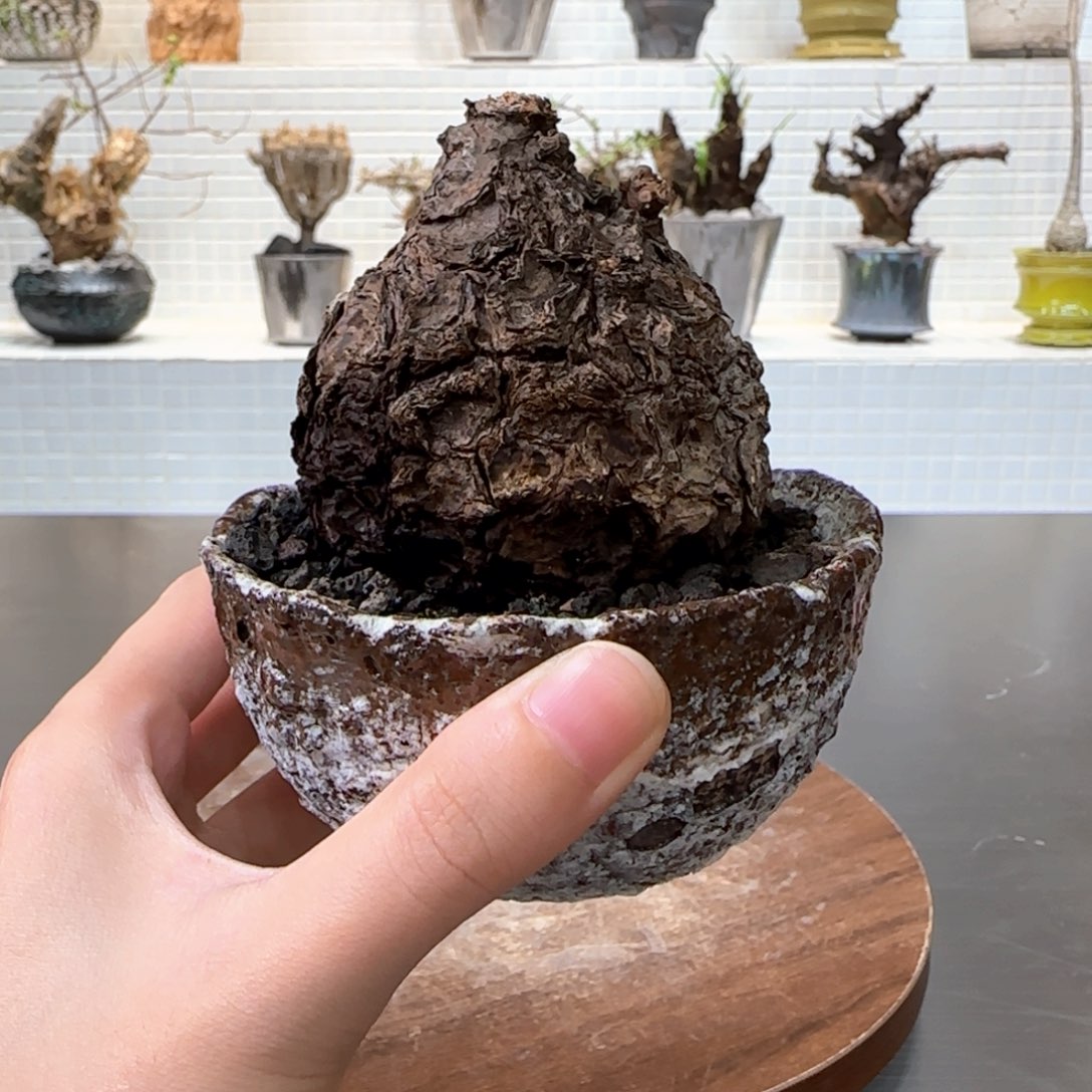 带甲一叶龟一物一拍