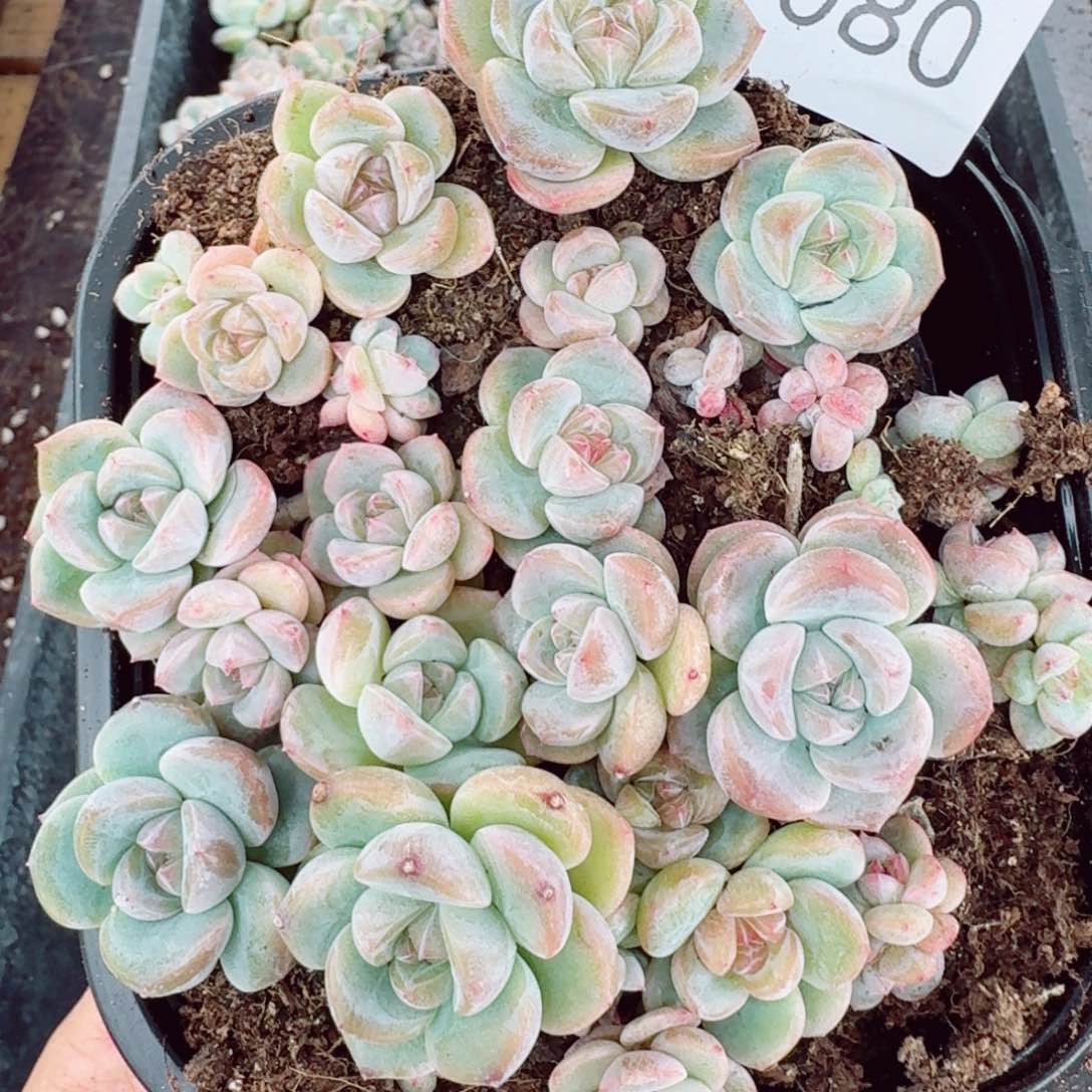 杂交新品珍妮多肉80量拍一份