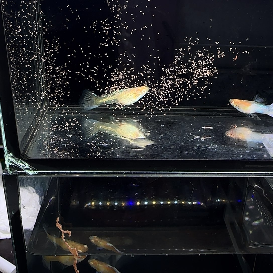 孔雀鱼幻彩白子一对