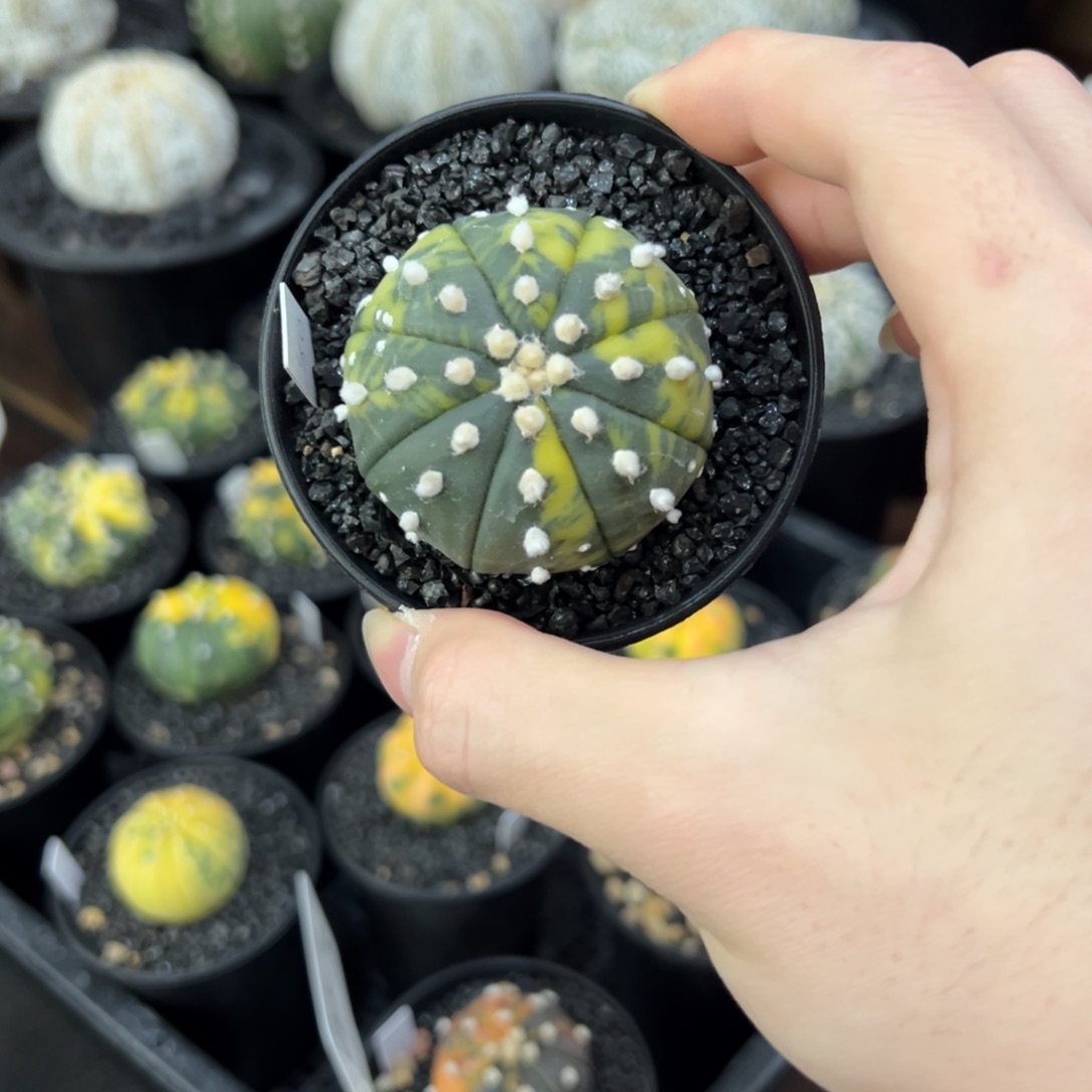 $****$实生兜 一物一拍 无双