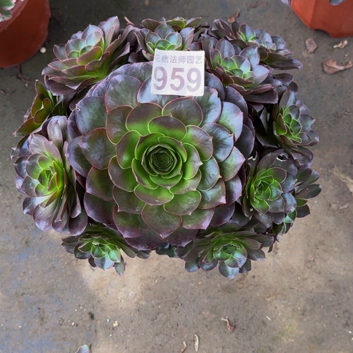 牵***我00000000000959魅金玫瑰