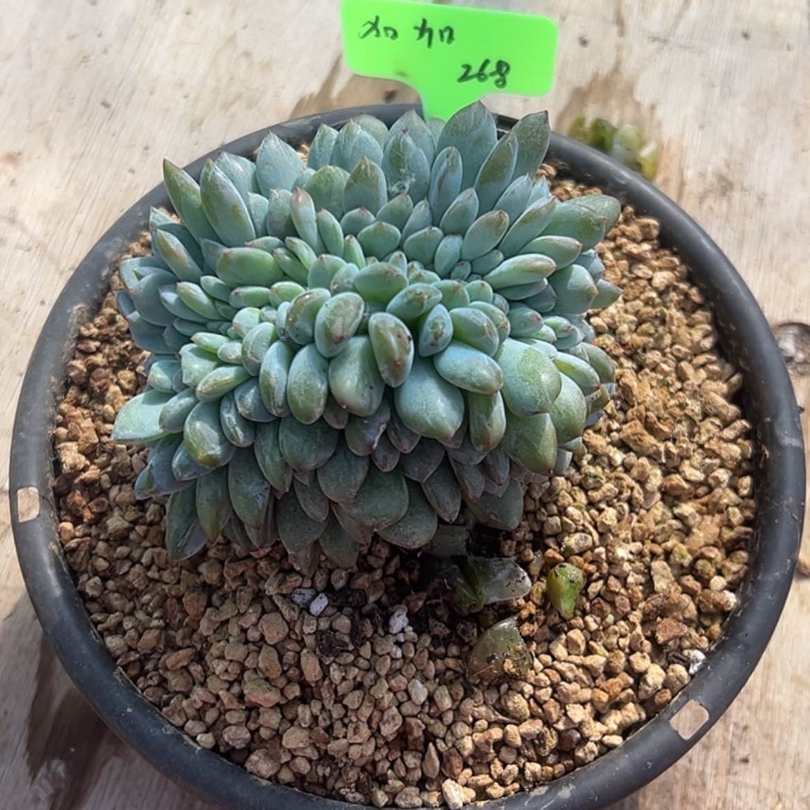 【闪购商品】加*木子精品多肉成梦露缀化