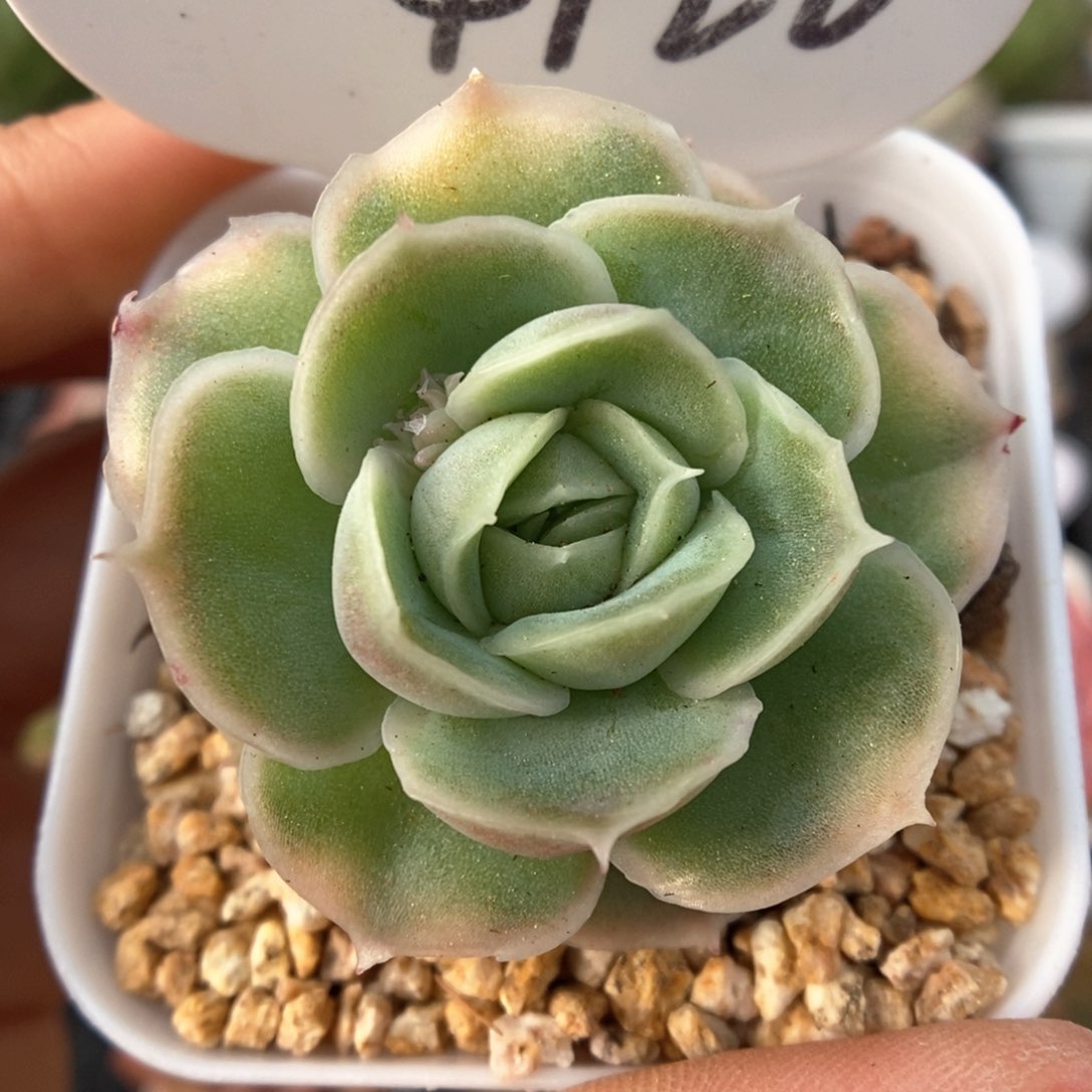 水晶虾饺可拍4122号。