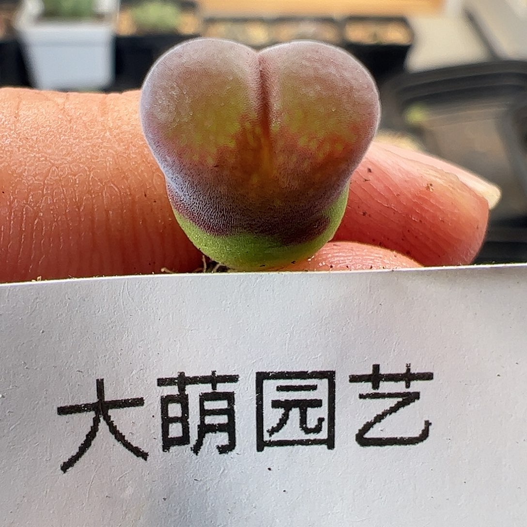 一物一拍F系红流沙。  787