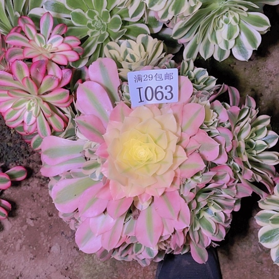 1063白凤多肉植物