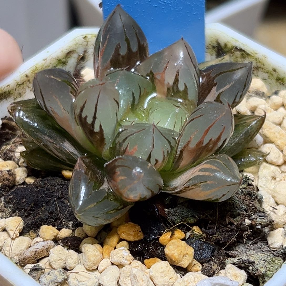 恭喜发财大吉大利781