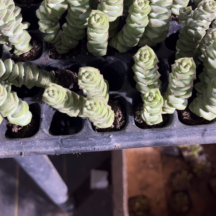 2元3颗小钱串带土发货