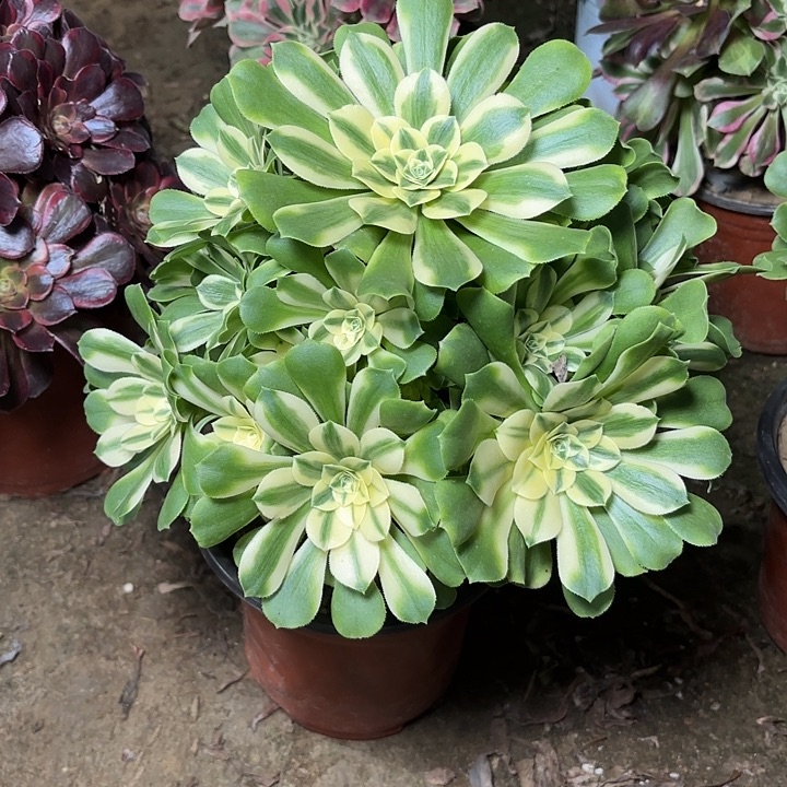 多肉植物辛尼亚16
