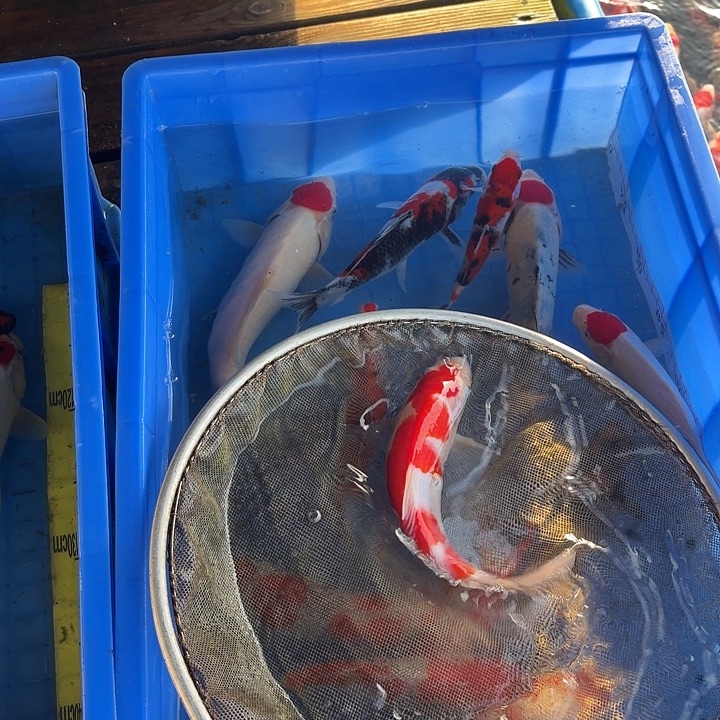 海水鱼锦鲤龙鳞锦鲤红白