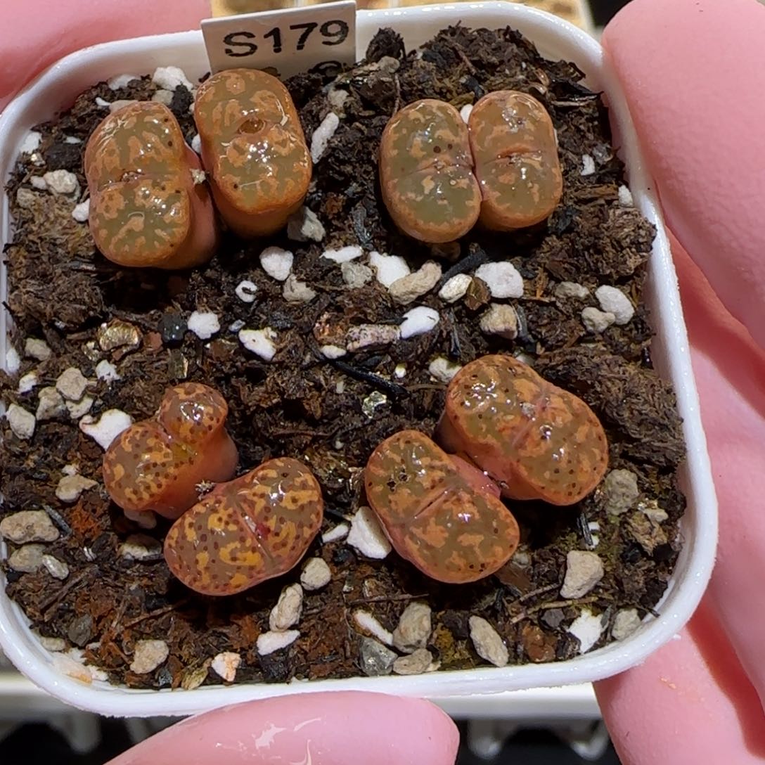 肉锥多肉植物百科25-粉色勋章一盆690