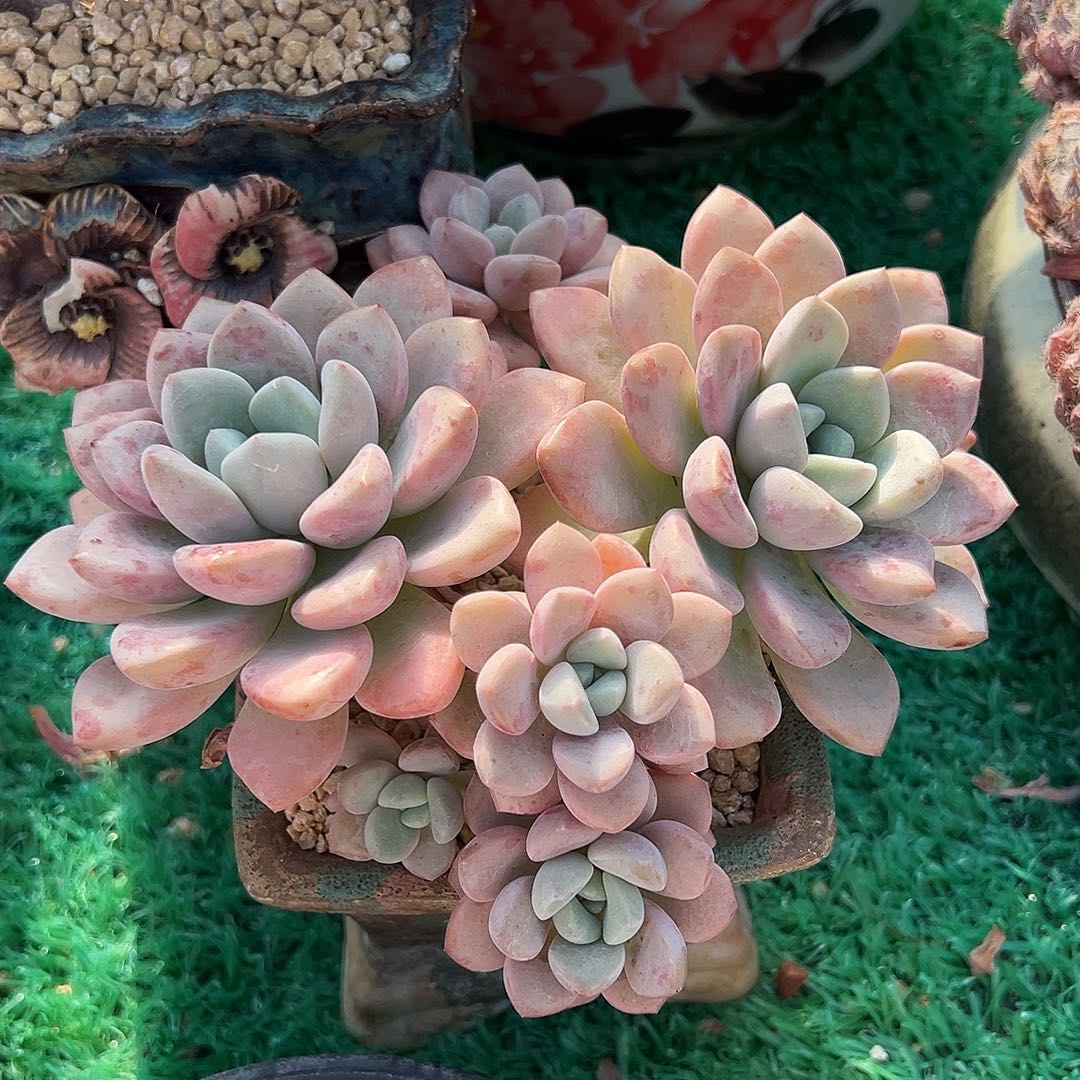 花斑鹿，，，，，，，，，，，，