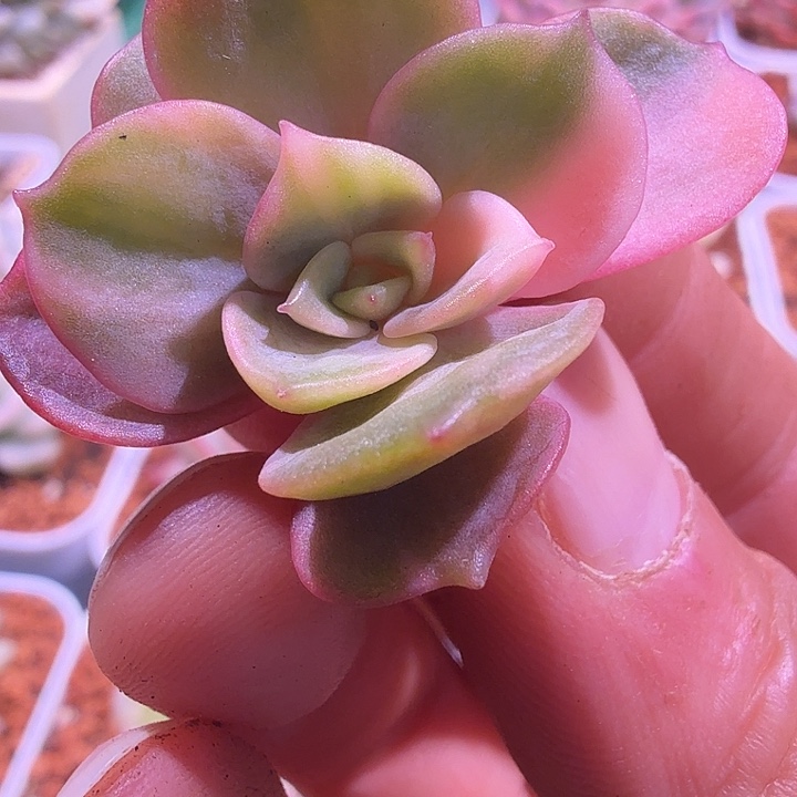 大红袍拉丝锦多肉锦