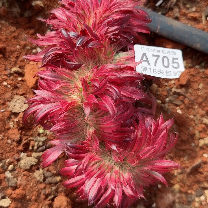 多肉法师朱雀缀化