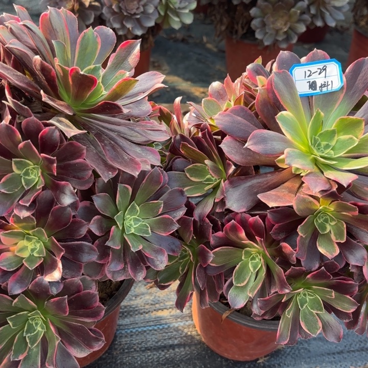 两颗金丝雀多肉法师不包损1