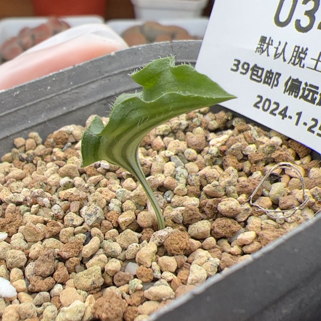 0349号 波动 雾冰玉多肉植物