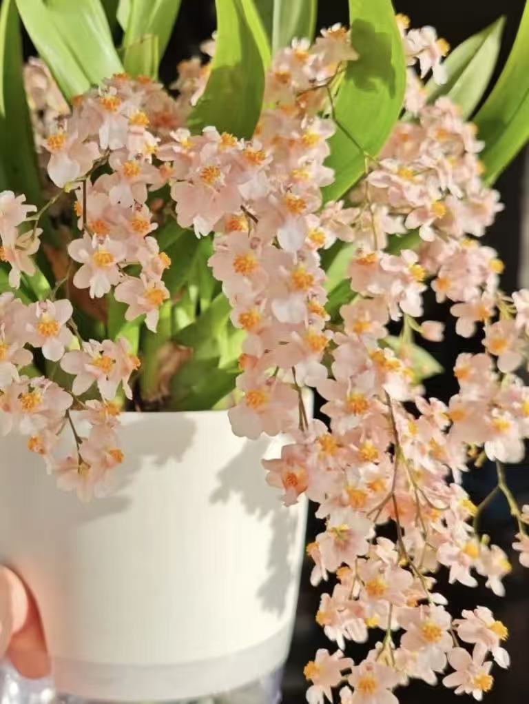 年宵花梦香兰《香槟色》15支花剑或以上室内高端盆栽花多年生花期长