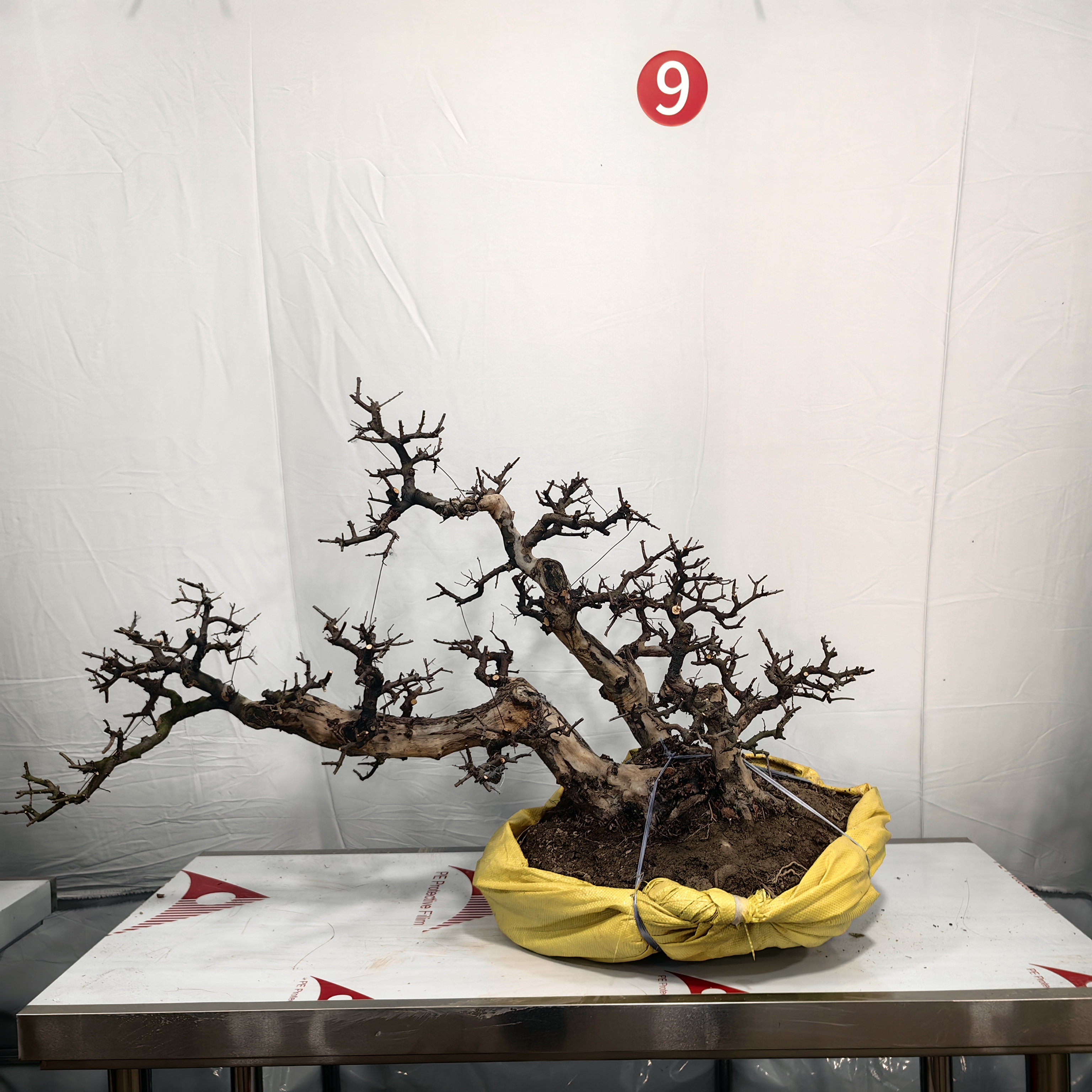 雀梅盆景（高邮费地区不包邮）