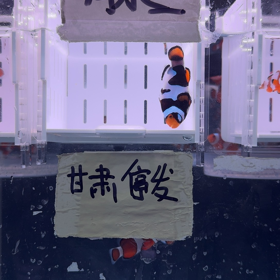 海水鱼5+面罩大黑卡小丑鱼一条