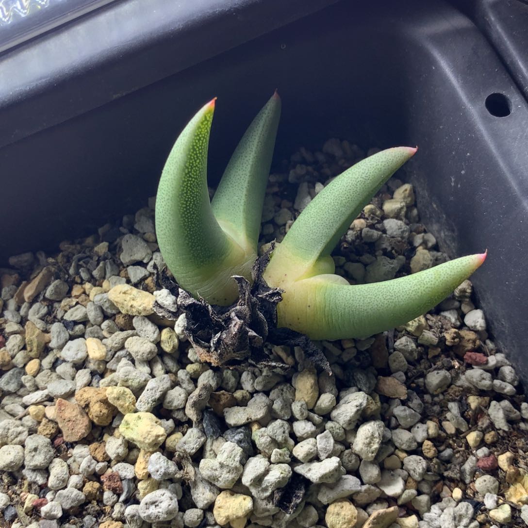 一***晴a509蟹钳母本一颗