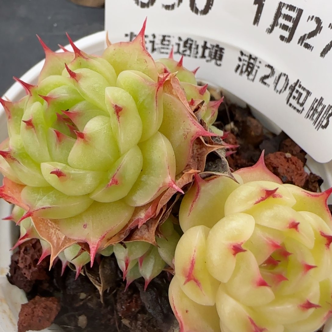 花语逸镜0127-690