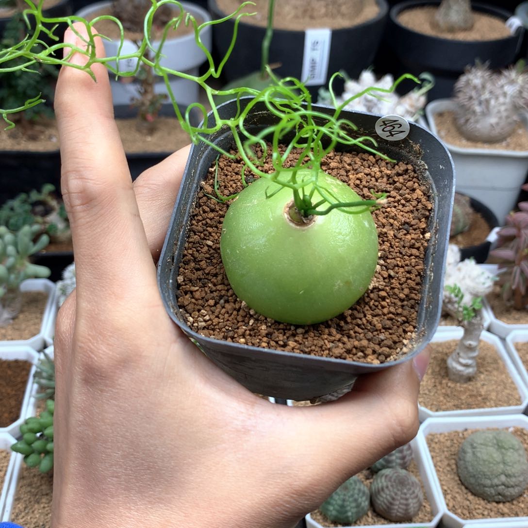 大苍角殿多肉带盆