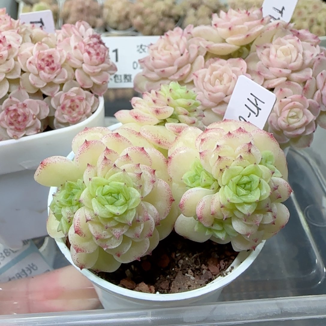【闪购商品】0223-141麦杆专拍