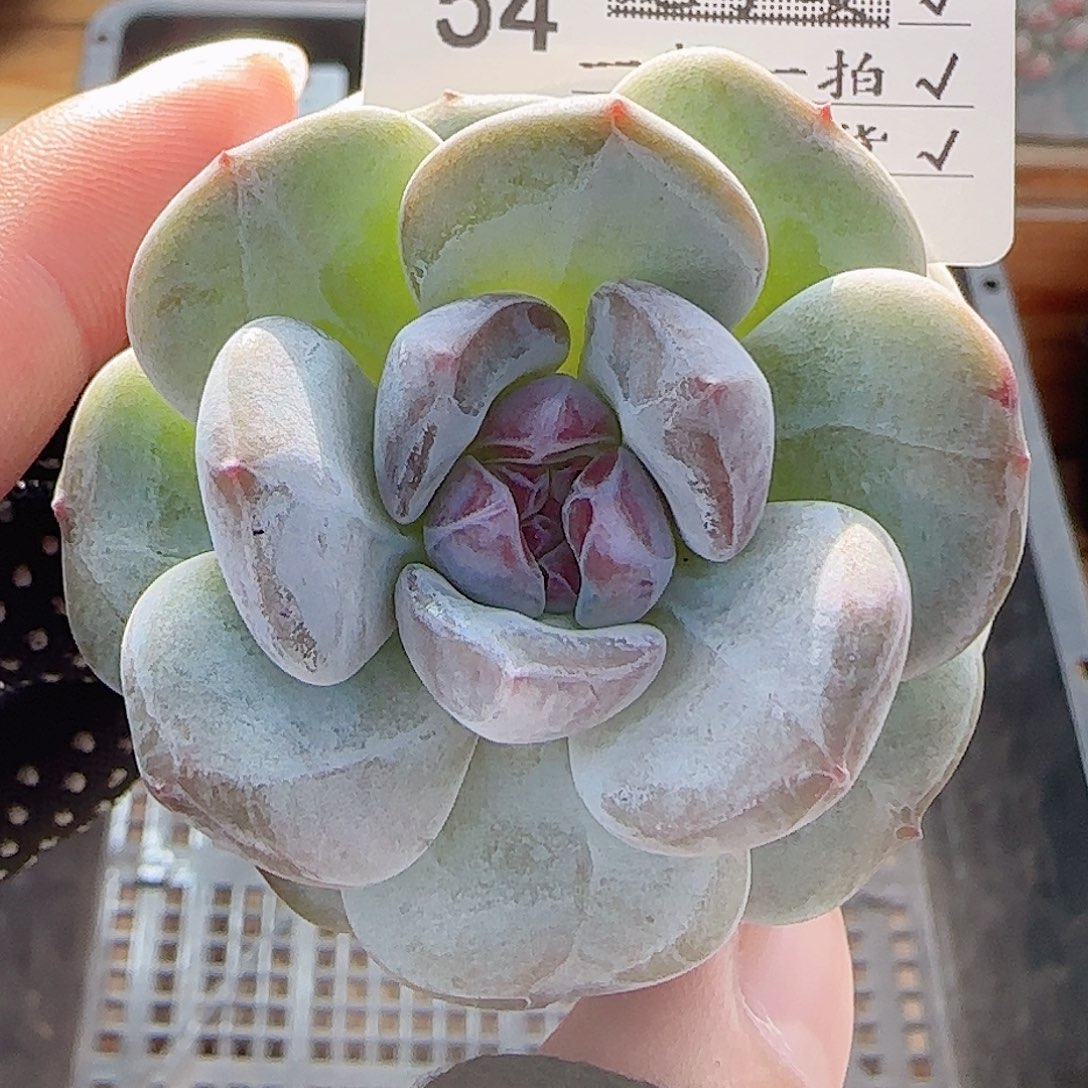 多肉0803-54石榴籽星影