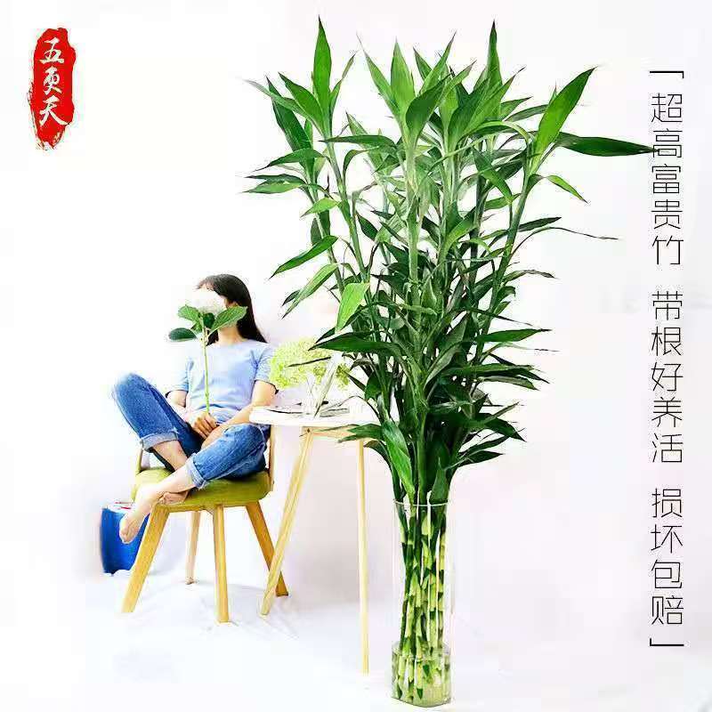 【基地精选1米大竹】大竹室内办公室净化空气绿植花卉四季水养好养