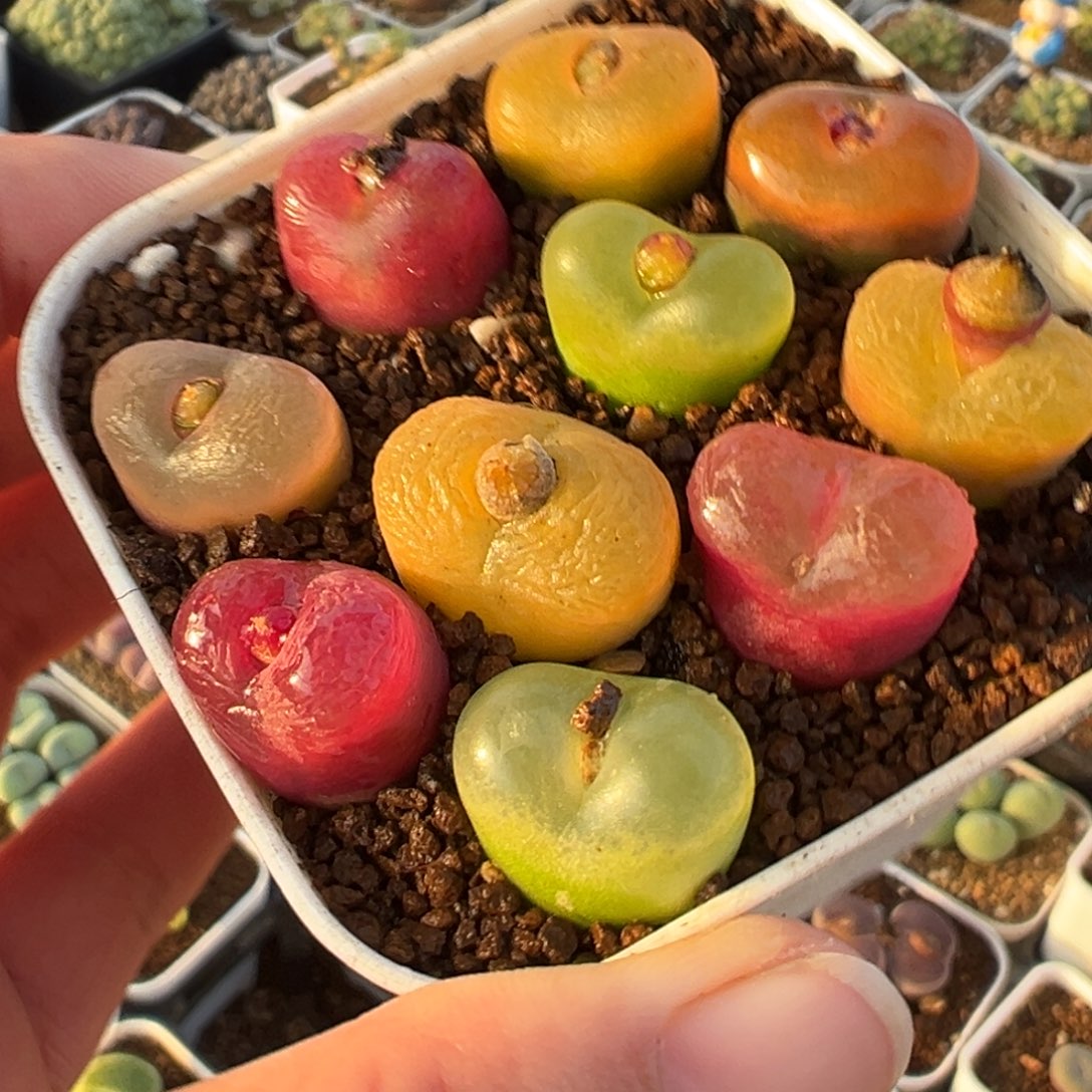 011多肉植物盆栽植物