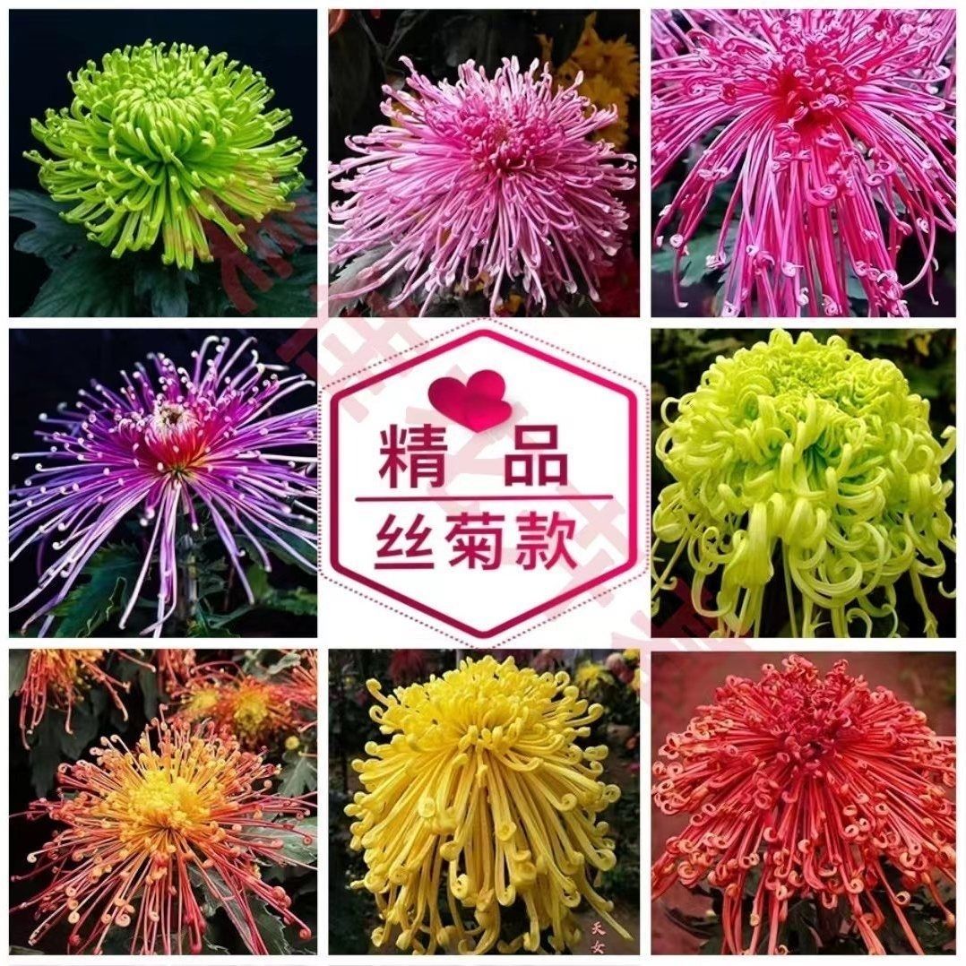88品种菊花小苗多年生盆栽地栽庭院耐寒耐热