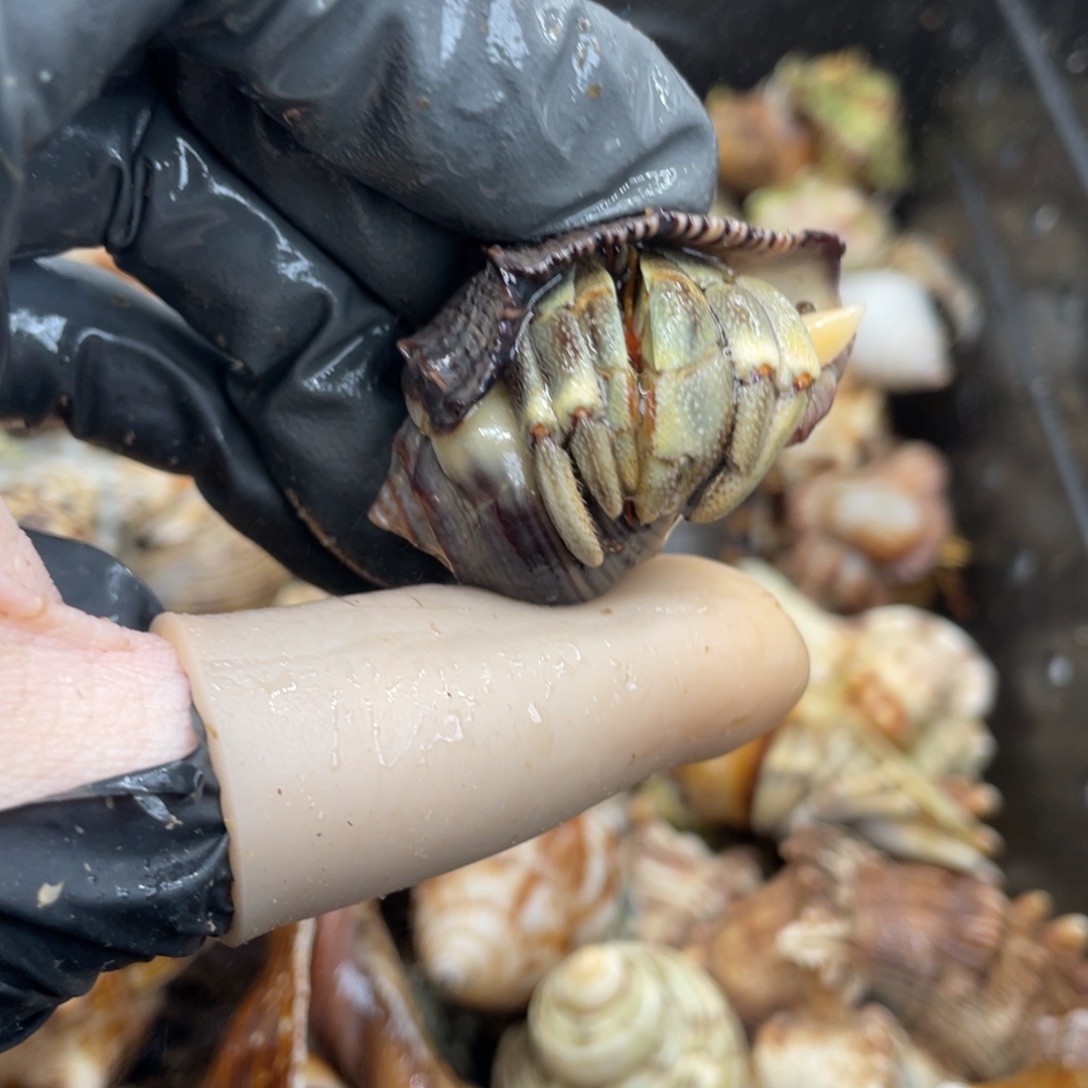 不退不换活体宠物244