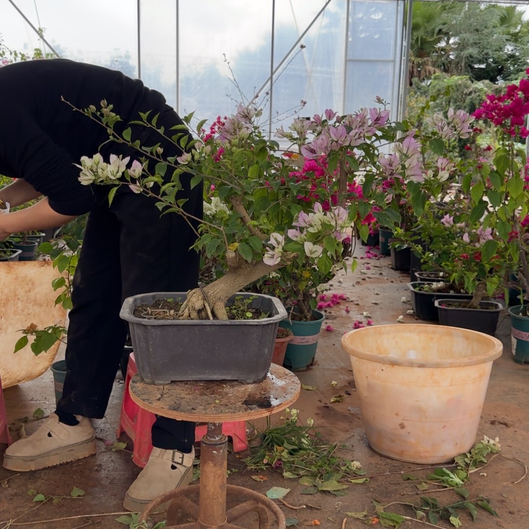 大部分花苞少量开放雪紫 120木