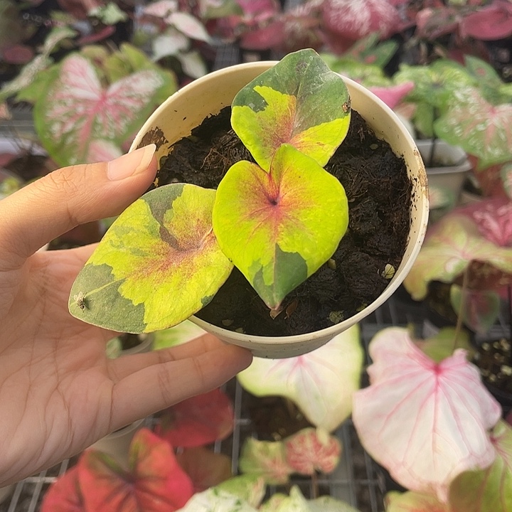 完全开放174三色泰彩养定