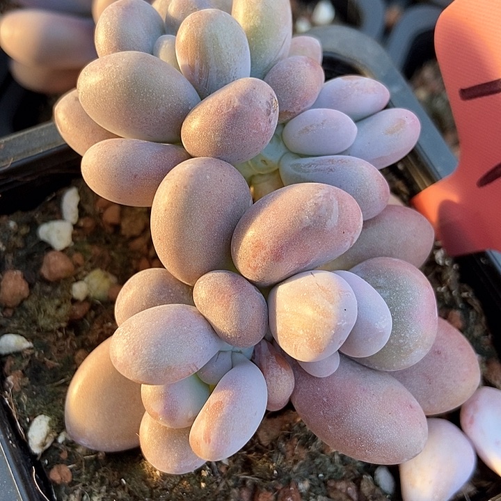 多肉植物1434多肉