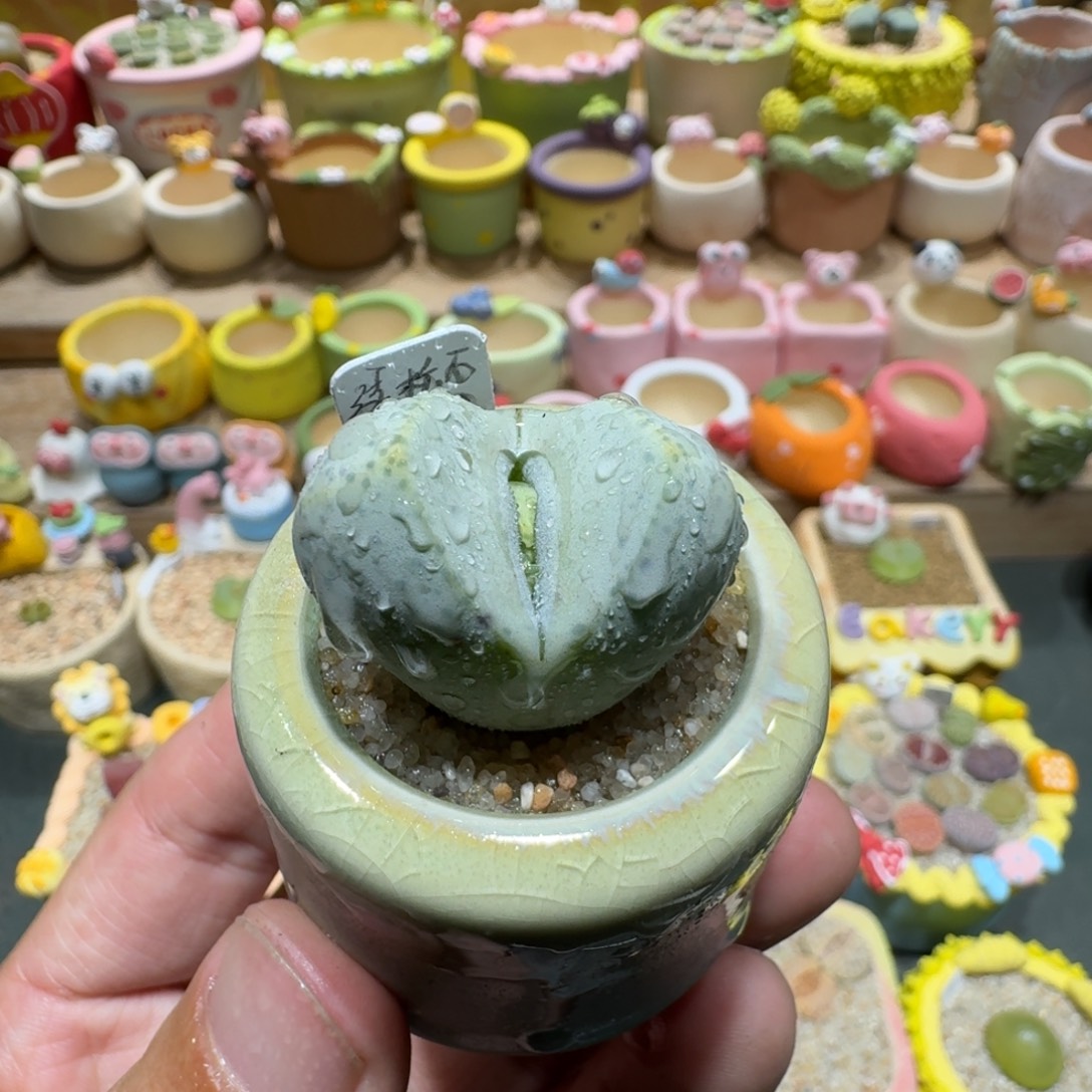蘑菇1116绿松石多肉植物