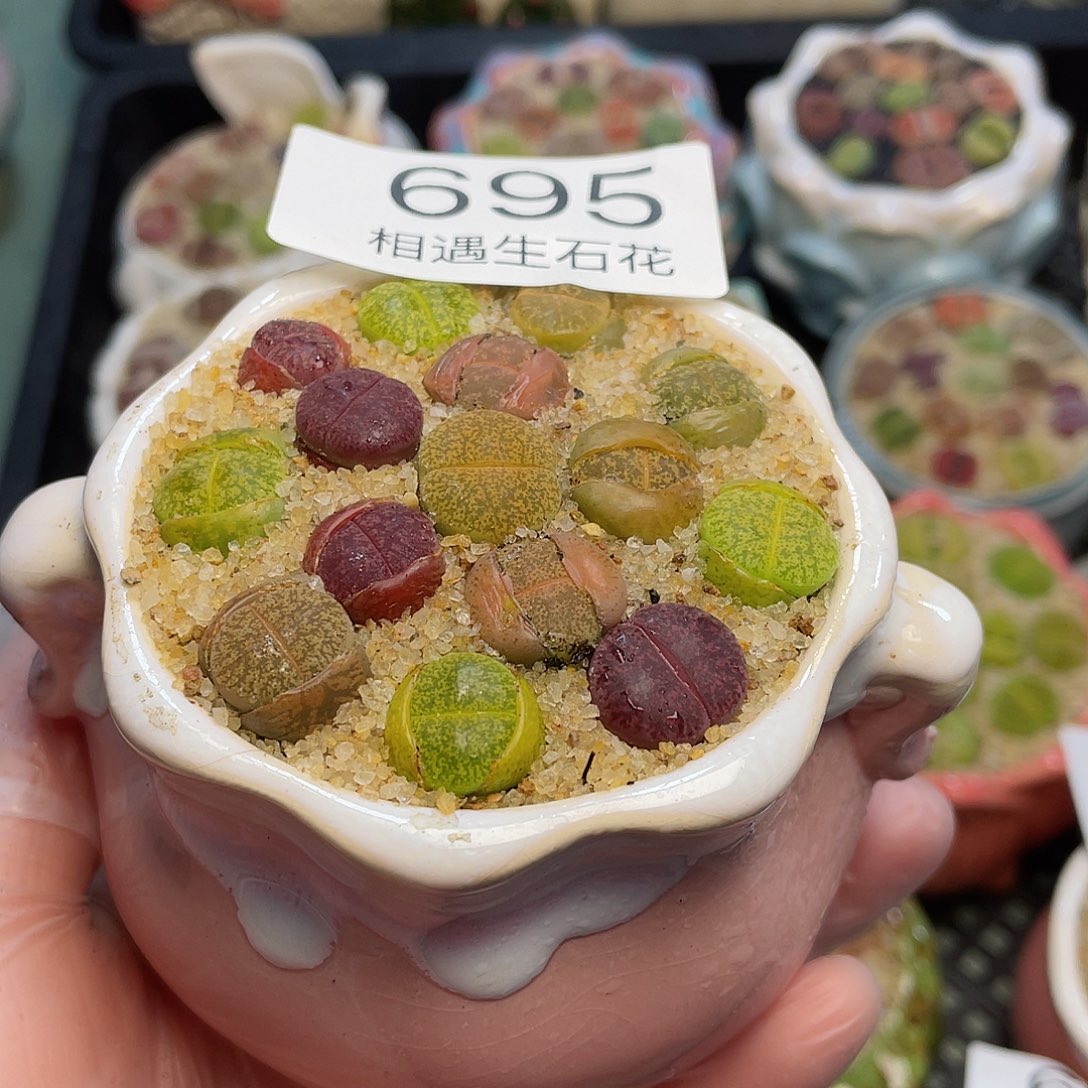 相遇生石花专拍695