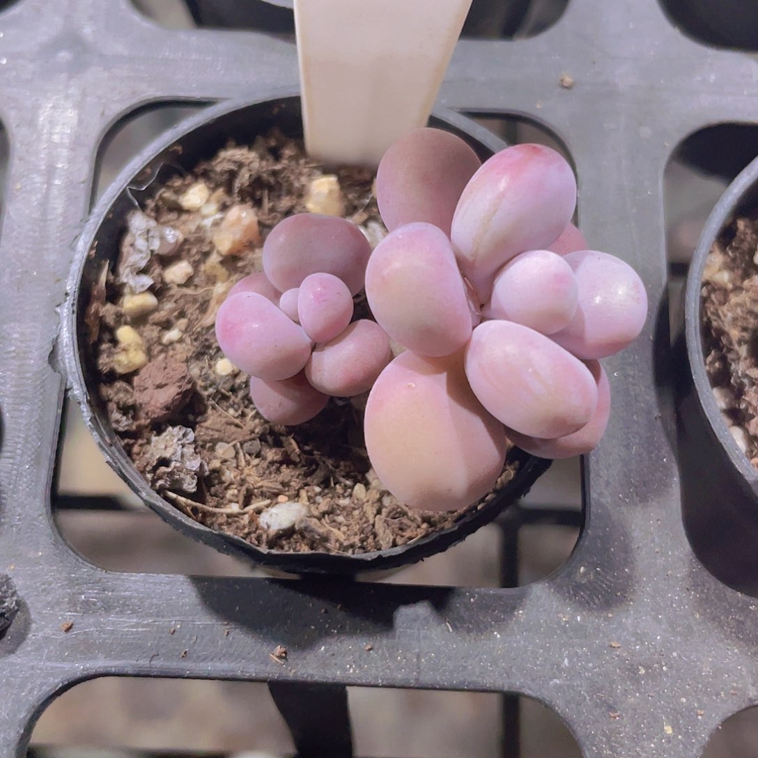 腰子蛋e082一物一拍