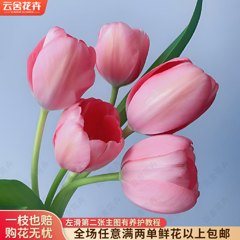 【云舍花卉】【粉色印象】郁金香 全场任意满两单及以上鲜花包邮发货