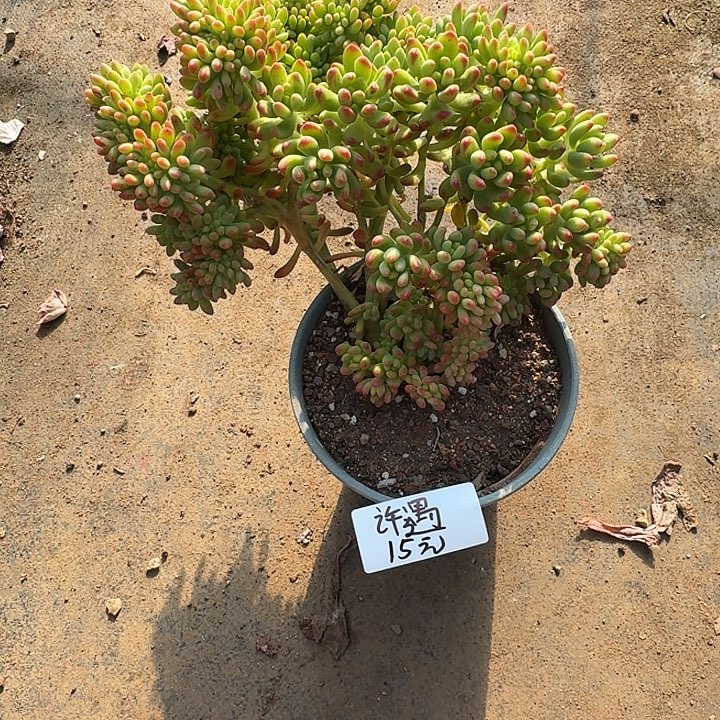 许***遇多肉植物一物一拍许遇
