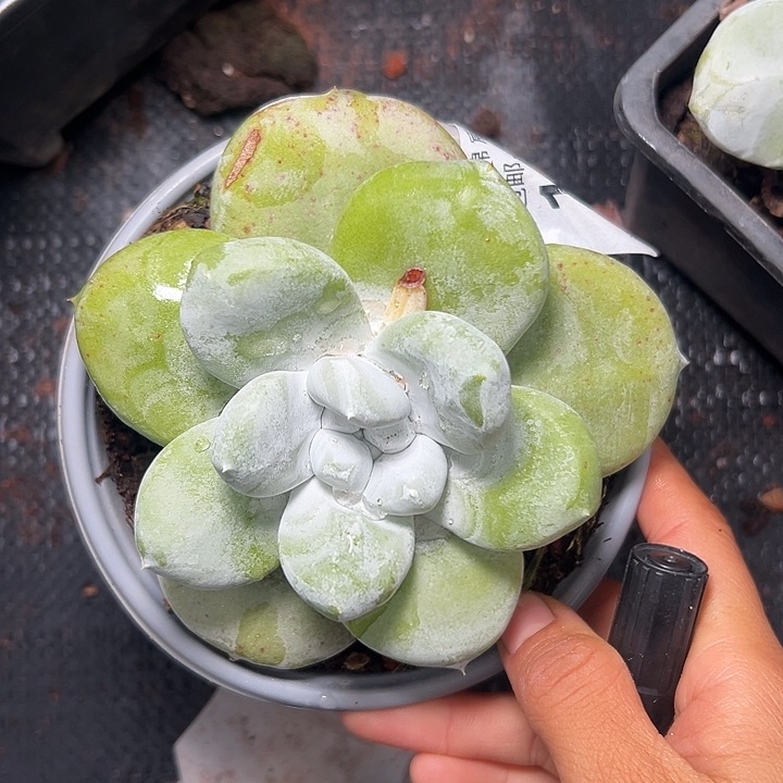 丸叶拇指～一物一拍10593