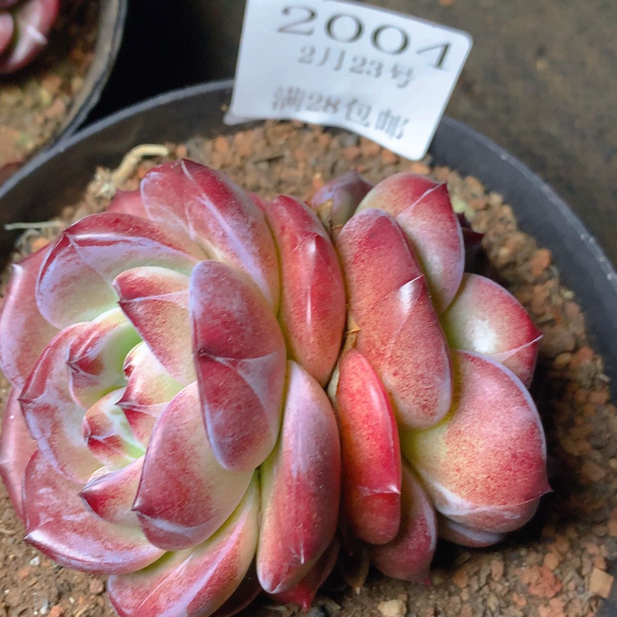 【闪购商品】云2004