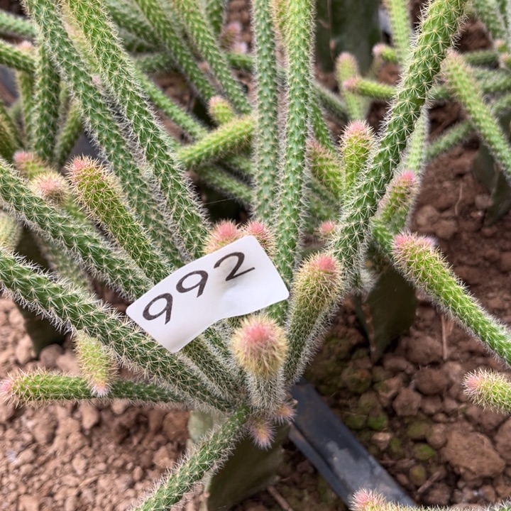 沈***姐垂吊鼠尾992，031^_^^_^