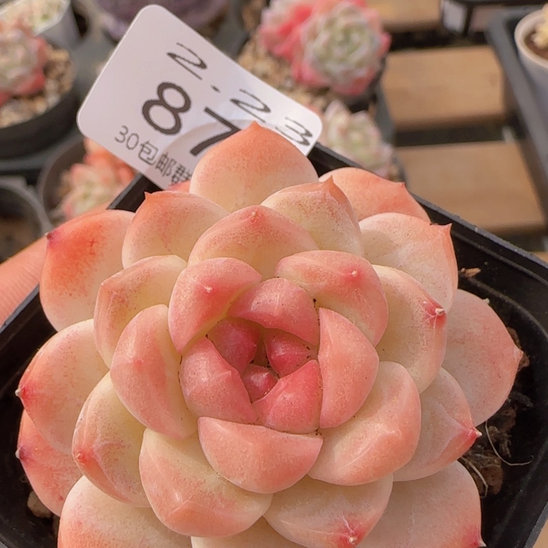 灯泡心珍妮单头一颗