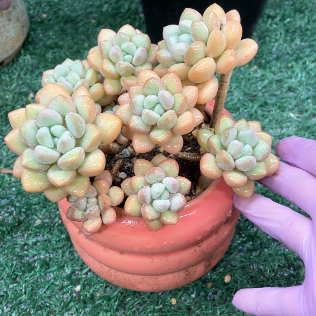 泡泡糖一物一拍28包邮非偏远