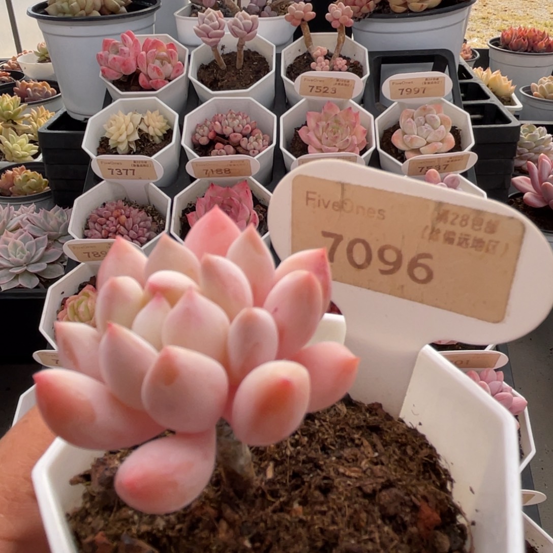 明珠7096-4.0厘米