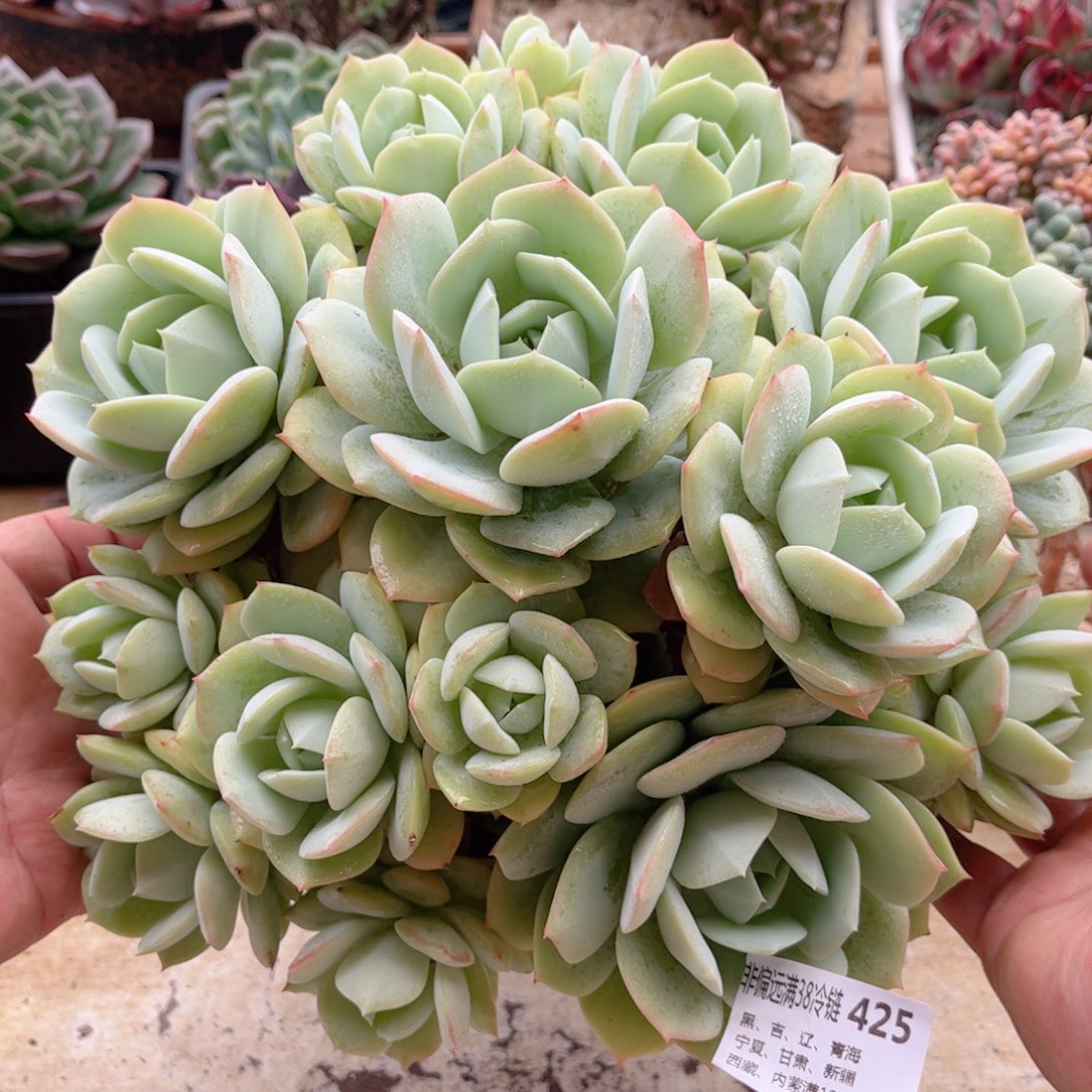 425恋曲德华多肉