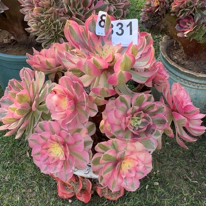 倾城法师锦捧花831