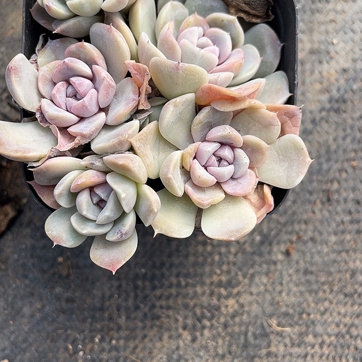 群生汉堡满25包邮