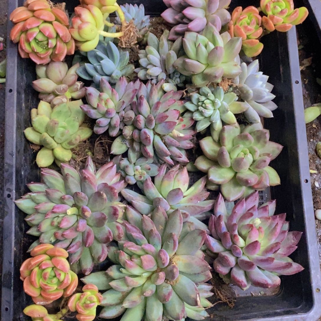 多肉植物多肉植物