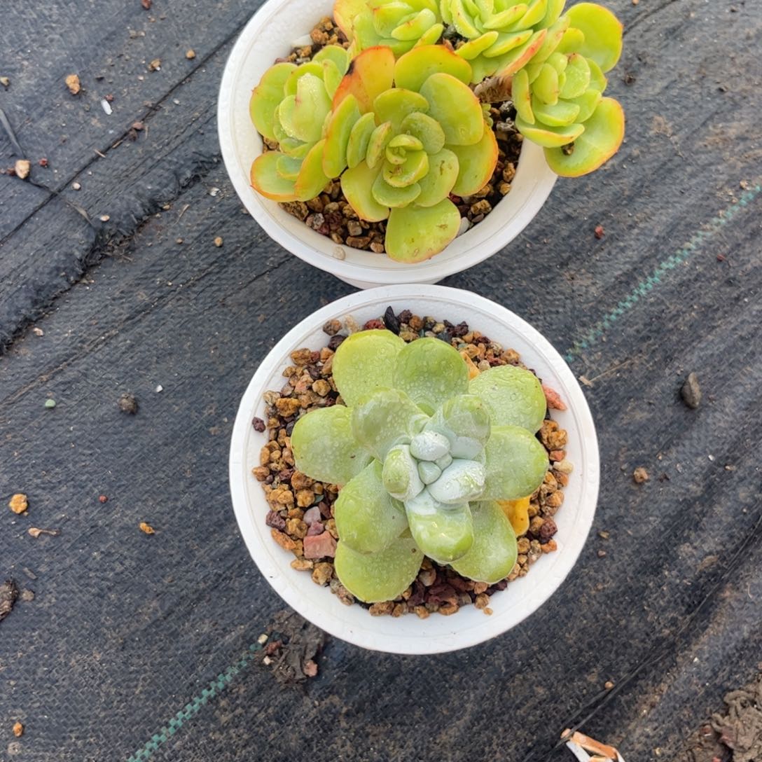 c***y111111111111111111